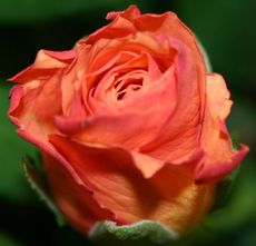 Rose-orange.jpg